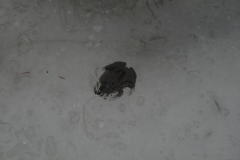 Wood Frogs that are able to freeze solid in winter