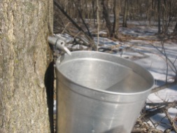 Sap spile dripping into the bucket