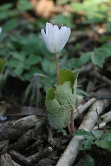 Bloodroot, a spring ephemeral flower