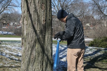 Removing Maple Syrup equipment from Sugar Maples