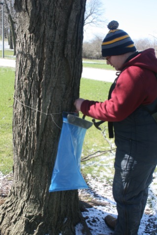 Removing Maple Syrup equipment from Sugar Maples