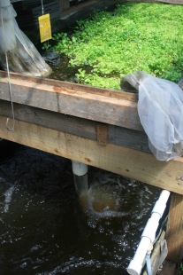 Aquaponic system to raise Perch and Tilapia