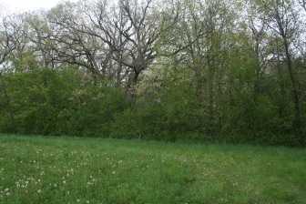 Invasive European Buckthorn crowded woodland before restoration