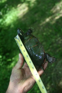 Measuring a painted turtles shell