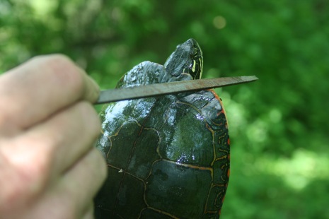 Notching their shell to signify it has been captured (painted turtle)