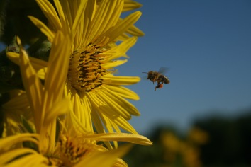 Honey Bee on Compass Plant