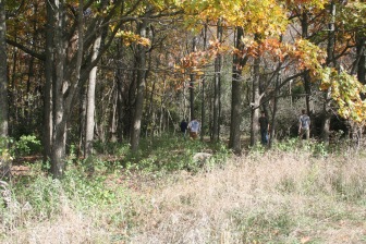 Removal of buckthorn allows more sunlight to reach small oak and hickory seedlings