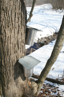 Sugar Maple Tree with 2 Taps