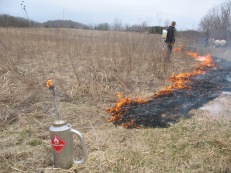 Conducting a controlled prairie burn starts with "back-burning"