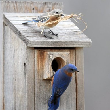 bluebird+nestbuilding
