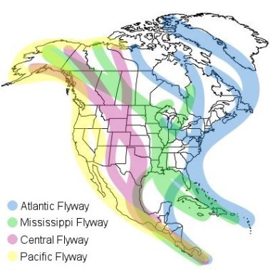 north-america-migration-flyways