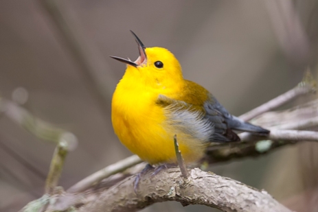 prothonotary-warbler