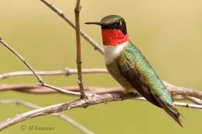 Ruby-Throated-Hummingbird-_259