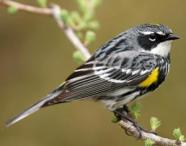 Yellow-Romped warbler