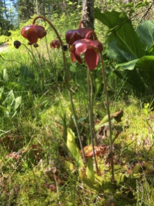 Pitcher Plant Flowering