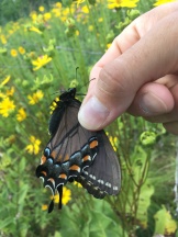 A black swallowtail