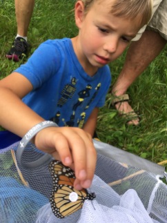 Tagging a monarch butterfly