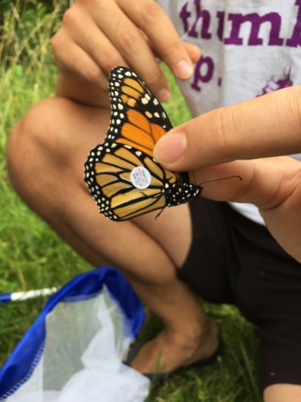 A tagged monarch butterfly
