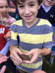 Finding an American Toad