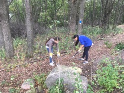 Removing buckthorn from the trail
