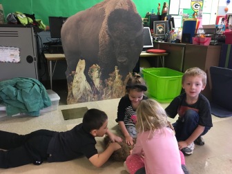 Learning about Bison in WI
