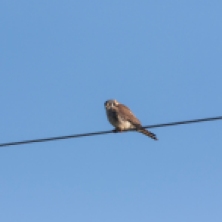 American Kestrel often perch on wires