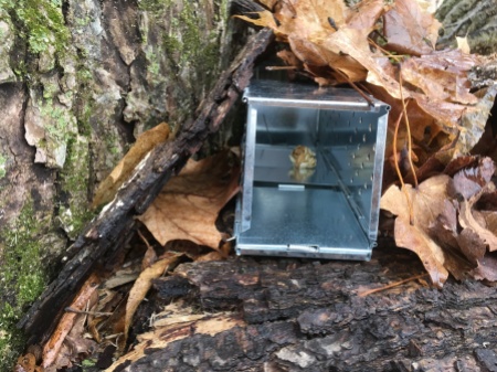 The sherman live traps we use for our small mammal survey's