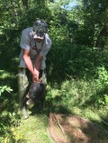 Removing a Snapping Turtle from the Live Trap