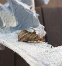 Canadian Owlet Moth