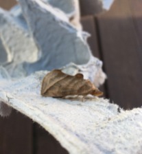 Canadian Owlet Moth